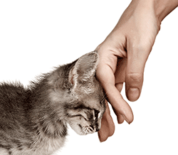 Young cat rubbing against owners hand affectionately