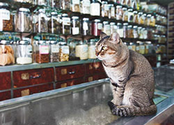 Cat looking at medicine bottles