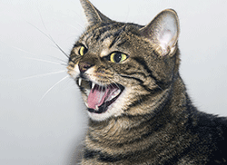Aggressive cat bearing teeth