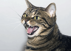 Angry cat, cat is angry, bares its teeth, - Stock Illustration