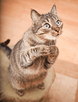 Cat looking cute while begging for food