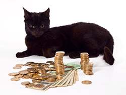 Black cat next to money