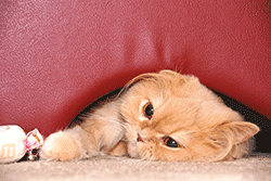 cat being tempted out of hiding with a toy