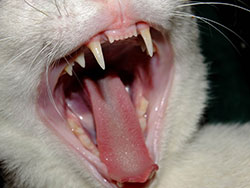 Cat showing teeth