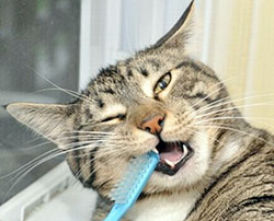 Cat having its teeth cleaned