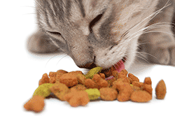 Cat eating food