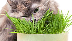 Indoor cat eating cat grass from a pot