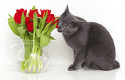 Cat eating potentially toxic roses