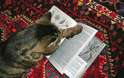 Cat reading a book