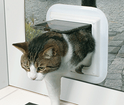 Cat entering house through cat flap