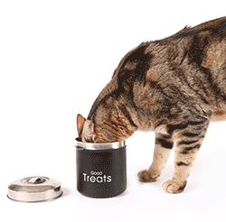 Large cat eating treats from a jar