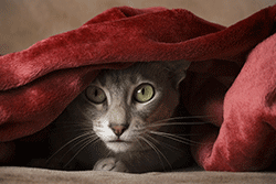 Shy cat hiding under towel