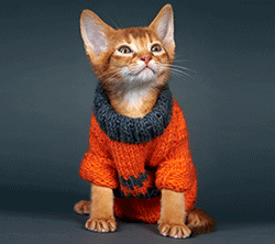 Cat in a wooly jumper