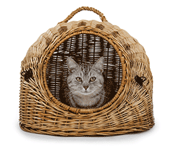 Cat looking out of a wicker basket