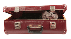 Cat looking out from a suitcase