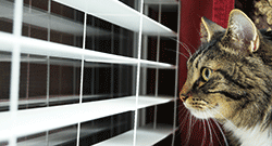 Cat looking through window blinds at the outside