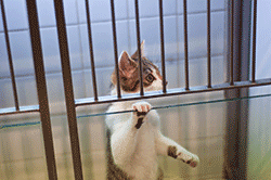 Cat looking out from behind bars