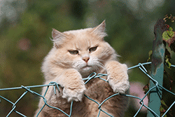 Cat climbing over a wire fence