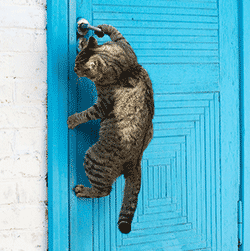 Cat trying to open a door