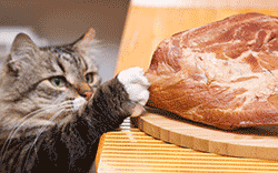 Cat stealing a raw meat steak