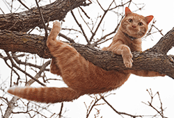 Cat stuck in a tree illustrating danger
