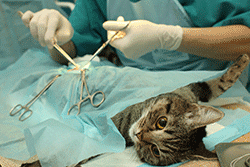 Cat at vets having neutering surgery