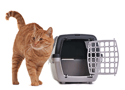 Ginger cat next to a cat cage carrier