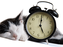 Cat asleep next to clock waiting for food