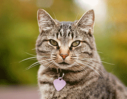 Cat with a pink identification tag on collar