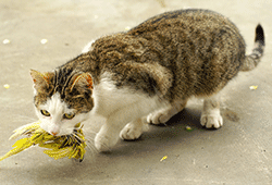 Cat with bird in mouth