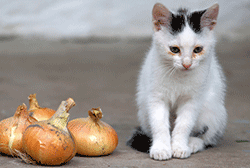 Young kitten sitting next to onions