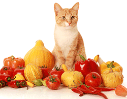 Cat sitting amongst vegetables