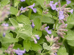 Catnip in garden with flowers