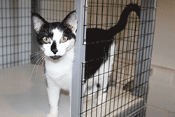 Cat looking out from a cattery pen