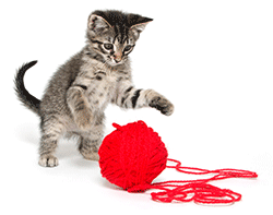 Kitten playing with a big ball of wool