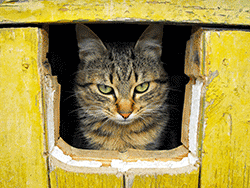 Cat looking intently through a hole in fence