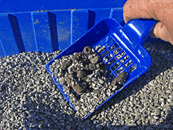 Blue litter tray being cleaned out