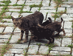 Stray cat with two kittens in the street