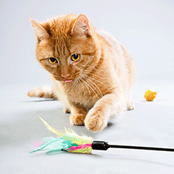 Cat looking interested at toy