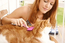 cat being groomed by a girl