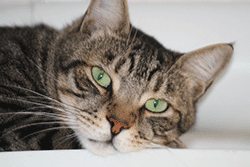 Green eyed cat looking thoughtful