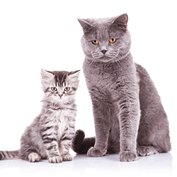 Adult pedigree and moggy kitten