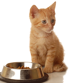 Young kitten sitting by food bowl