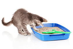 Kitten learning to use a litter tray