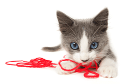 Kitten playing with string
