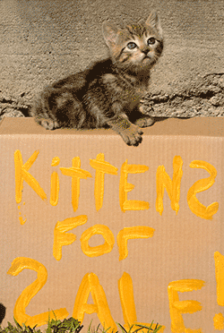 Kitten on top of cardboard box with 'kittens for sale' sign