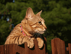 Cat looking over fence into neighbours garden
