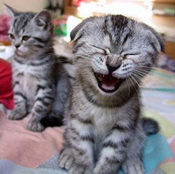Kitten laughing at jokes