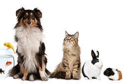 Cat alongside dog, fish, rabbit, and guinea pig pets