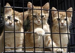 Rescue kittens looking through cage